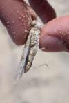 Sphingonotus caerulans