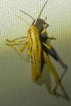 Euchorthippus declivus