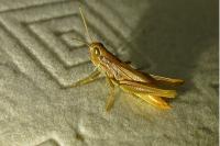 Euchorthippus declivus