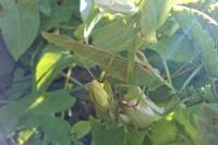 Phaneroptera falcata