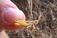 Chorthippus albomarginatus