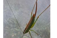 Conocephalus fuscus