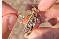 Calliptamus italicus