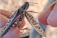 Calliptamus italicus