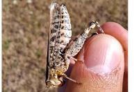 Calliptamus italicus