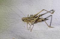Tessellana tessellata
