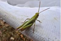Chorthippus dorsatus