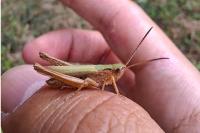 Chorthippus dorsatus