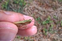 Chorthippus dorsatus