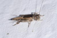 Eumodicogryllus bordigalensis