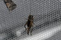 Eumodicogryllus bordigalensis