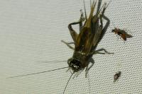 Eumodicogryllus bordigalensis