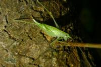 Meconema meridionale