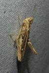 Chorthippus biguttulus/brunneus
