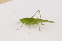 Phaneroptera nana
