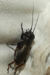 Gryllus campestris