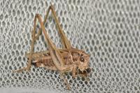 Tessellana tessellata
