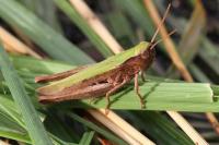 Chorthippus dorsatus