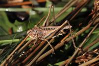 Tessellana tessellata