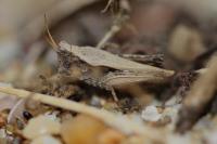 Tetrix subulata