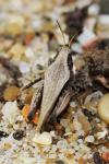 Tetrix subulata