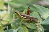Stethophyma grossum