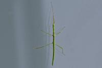Clonopsis gallica