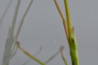 Clonopsis gallica