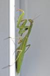 Mantis religiosa