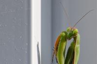Mantis religiosa