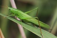 Ruspolia nitidula