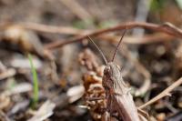 Chorthippus