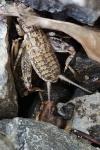 Eumodicogryllus bordigalensis