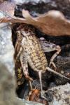 Eumodicogryllus bordigalensis