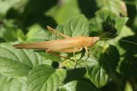 Ruspolia nitidula