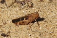 Aiolopus strepens