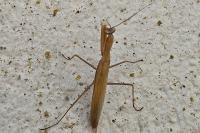 Mantis religiosa