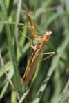 Mantis religiosa