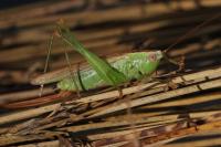 Conocephalus fuscus