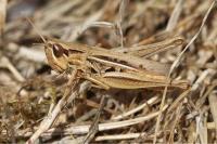 Euchorthippus elegantulus