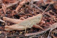 Chorthippus