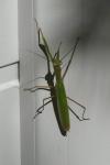 Mantis religiosa