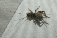 Eumodicogryllus bordigalensis