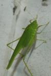 Phaneroptera nana