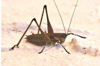 Rhacocleis annulata