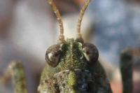 Tetrix ceperoi