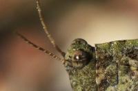 Tetrix ceperoi