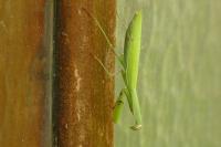 Mantis religiosa