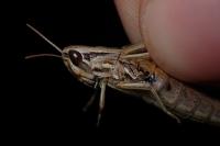 Euchorthippus declivus