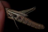Euchorthippus declivus